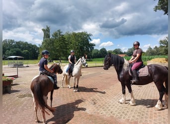 Appaloosa, Giumenta, 13 Anni, 133 cm, Tobiano-tutti i colori