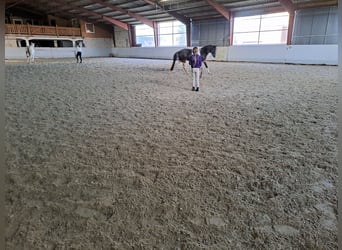 Appaloosa, Giumenta, 13 Anni, 133 cm, Tobiano-tutti i colori