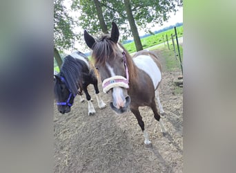 Appaloosa, Giumenta, 13 Anni, 133 cm, Tobiano-tutti i colori