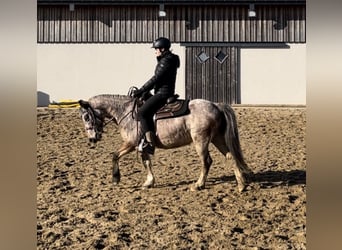 Appaloosa Mix, Giumenta, 13 Anni, 137 cm, Leopard