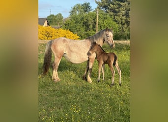 Appaloosa Mix, Giumenta, 13 Anni, 137 cm, Leopard