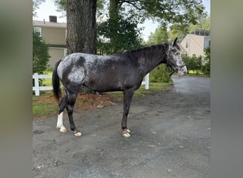 Appaloosa, Giumenta, 13 Anni, 145 cm, Morello