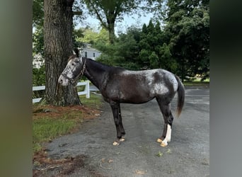 Appaloosa, Giumenta, 13 Anni, 145 cm, Morello