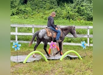 Appaloosa, Giumenta, 13 Anni, 145 cm, Morello