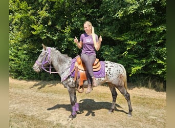 Appaloosa, Giumenta, 13 Anni, 148 cm, Leopard