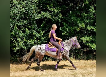Appaloosa, Giumenta, 13 Anni, 148 cm, Leopard