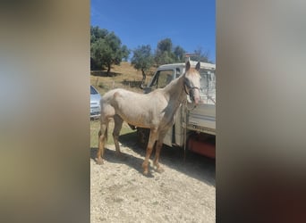 Appaloosa, Giumenta, 13 Anni, 155 cm, Leopard