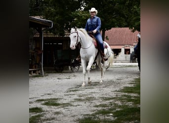 Appaloosa, Giumenta, 14 Anni, 151 cm, Bianco
