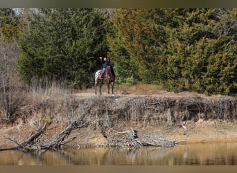 Appaloosa, Giumenta, 14 Anni, 152 cm