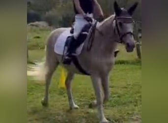 Appaloosa, Giumenta, 15 Anni, 140 cm, Grigio