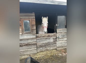 Appaloosa, Giumenta, 15 Anni, 140 cm, Grigio