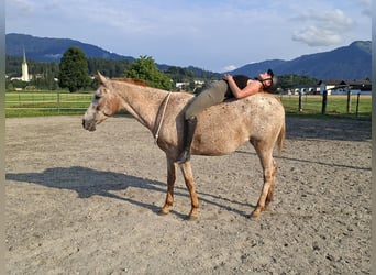 Appaloosa, Giumenta, 15 Anni, 147 cm, Leopard