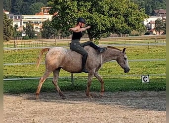 Appaloosa, Giumenta, 15 Anni, 147 cm, Leopard
