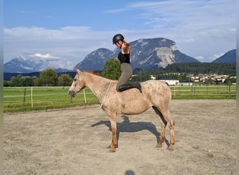 Appaloosa, Giumenta, 15 Anni, 147 cm, Leopard