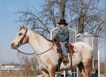 Appaloosa, Giumenta, 15 Anni, 152 cm, Bianco