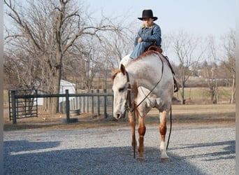 Appaloosa, Giumenta, 15 Anni, 152 cm, Bianco