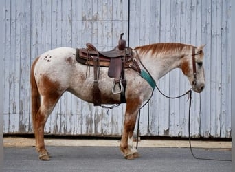 Appaloosa, Giumenta, 15 Anni, 152 cm, Bianco