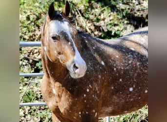 Appaloosa, Giumenta, 16 Anni, 158 cm, Baio ciliegia