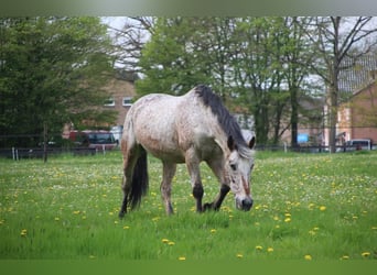 Appaloosa, Giumenta, 17 Anni, 160 cm, Leopard