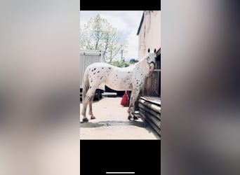 Appaloosa Mix, Giumenta, 18 Anni, 163 cm, Leopard