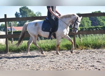 Appaloosa, Giumenta, 19 Anni, 148 cm, Roano rosso