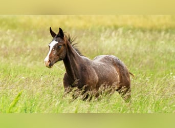 Appaloosa, Giumenta, 1 Anno, 150 cm, Baio scuro