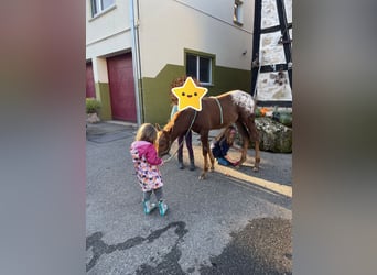 Appaloosa, Giumenta, 1 Anno, 152 cm