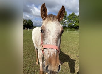 Appaloosa, Giumenta, 1 Anno, 152 cm, Sauro