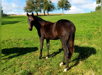 Appaloosa, Giumenta, 1 Anno, 154 cm, Baio