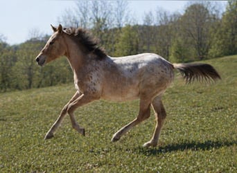 Appaloosa Mix, Giumenta, 1 Anno, 155 cm, Leopard