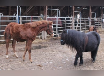 Appaloosa Mix, Giumenta, 1 Anno, 156 cm, Baio roano