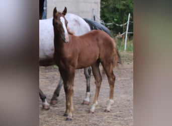 Appaloosa Mix, Giumenta, 1 Anno, 156 cm, Baio roano