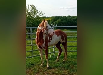 Appaloosa Mix, Giumenta, 1 Anno, 156 cm, Baio roano