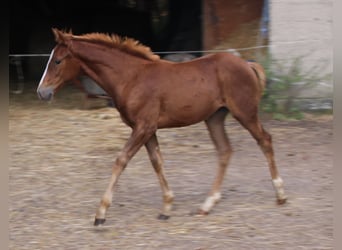 Appaloosa Mix, Giumenta, 1 Anno, 156 cm, Baio roano