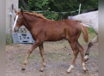 Appaloosa Mix, Giumenta, 1 Anno, 156 cm, Baio roano