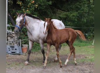 Appaloosa Mix, Giumenta, 1 Anno, 156 cm, Baio roano