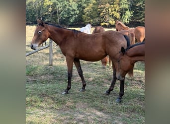 Appaloosa Mix, Giumenta, 1 Anno, 156 cm, Baio scuro