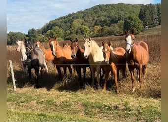 Appaloosa Mix, Giumenta, 1 Anno, 156 cm, Baio scuro