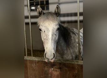 Appaloosa, Giumenta, 1 Anno, 165 cm