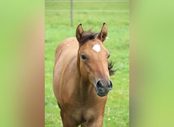 Appaloosa, Giumenta, 1 Anno, Dunalino