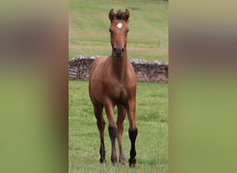 Appaloosa, Giumenta, 1 Anno, Dunalino