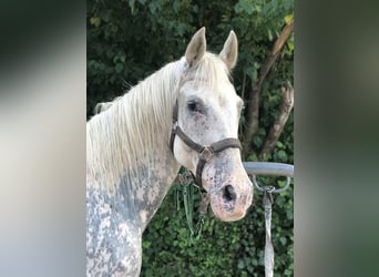 Appaloosa, Giumenta, 20 Anni, 156 cm, Grigio