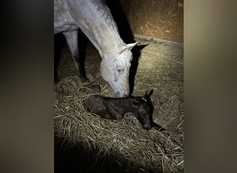 Appaloosa, Giumenta, 20 Anni, 164 cm, Pelle di daino