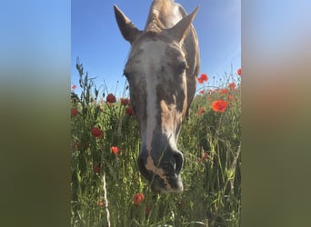 Appaloosa, Giumenta, 22 Anni, 170 cm, Grigio rossastro