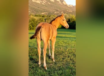 Appaloosa, Giumenta, 2 Anni, 140 cm, Pelle di daino