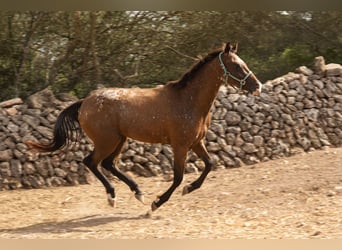 Appaloosa, Giumenta, 2 Anni, 146 cm, Baio