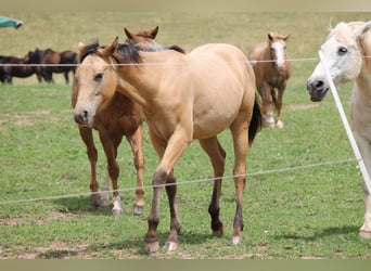 Appaloosa Mix, Giumenta, 2 Anni, 150 cm, Falbo