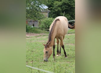Appaloosa Mix, Giumenta, 2 Anni, 150 cm, Falbo