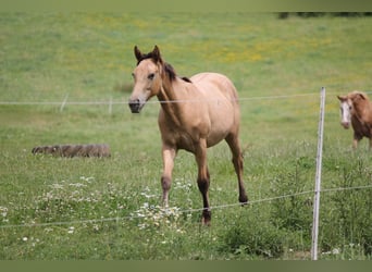 Appaloosa Mix, Giumenta, 2 Anni, 150 cm, Falbo