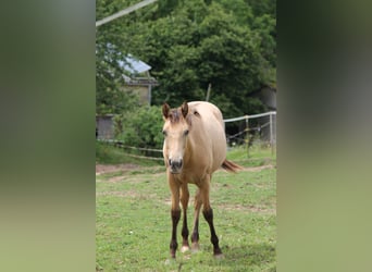 Appaloosa Mix, Giumenta, 2 Anni, 150 cm, Falbo